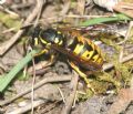 Vespula germanica